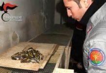 Attività antibracconaggio – Sequestrato un fucile da caccia e munizionamento – Due persone denunciate.