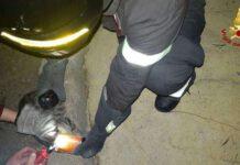 Calabria, vigili del fuoco salvano gattino rimasto incastrato con testa in lattina