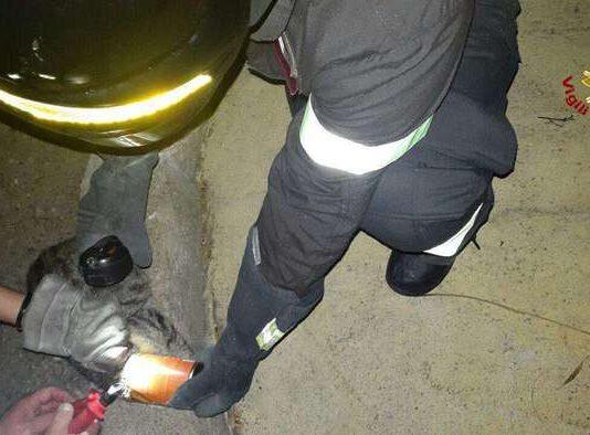 Calabria, vigili del fuoco salvano gattino rimasto incastrato con testa in lattina