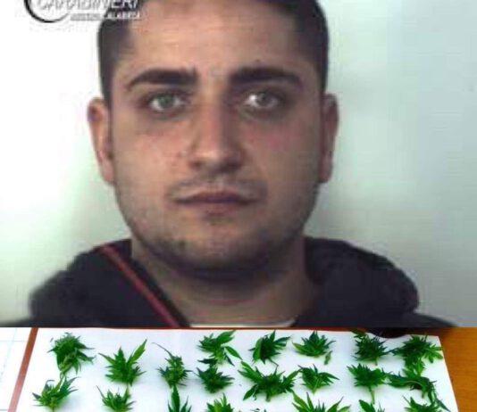 Ventiseienne trovato con piantine marijuana