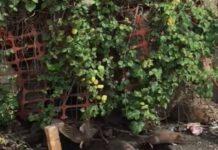 Cusato (Forza Italia 2.0): Rosarno in balia della sporcizia