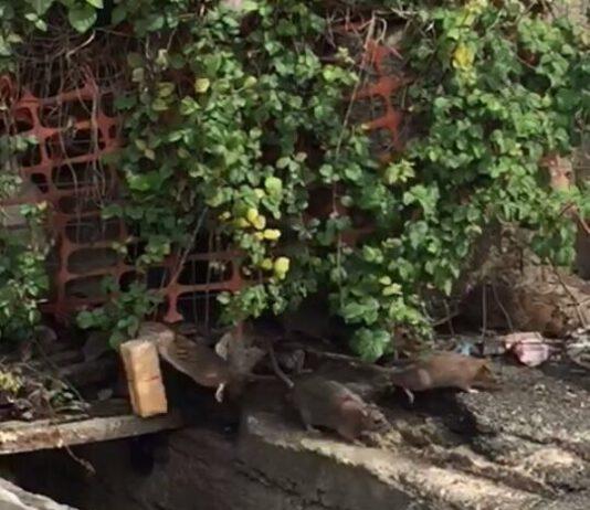 Cusato (Forza Italia 2.0): Rosarno in balia della sporcizia