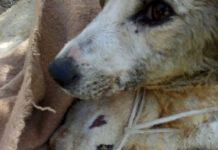 Maltrattamenti animali in Calabria, cagnolina trascinata con cappio al collo