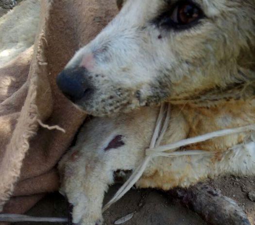 Maltrattamenti animali in Calabria, cagnolina trascinata con cappio al collo