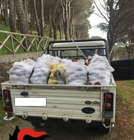Furto aggravato di 900kg di pigne nel Parco Nazionale Aspromonte