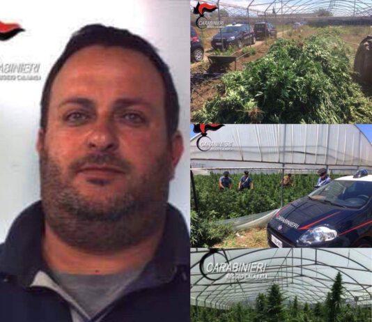 Gioia Tauro, rinvenute oltre 15mila piante di marijuana- arrestato rosarnese