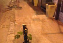 La FIDELITAS lancia l’allarme, il verde pubblico danneggiato