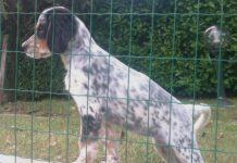 Palmi, cinque cani uccisi brutalmente a colpi di piccone