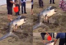 Calabria, squalo partorisce in spiaggia 54 squaletti