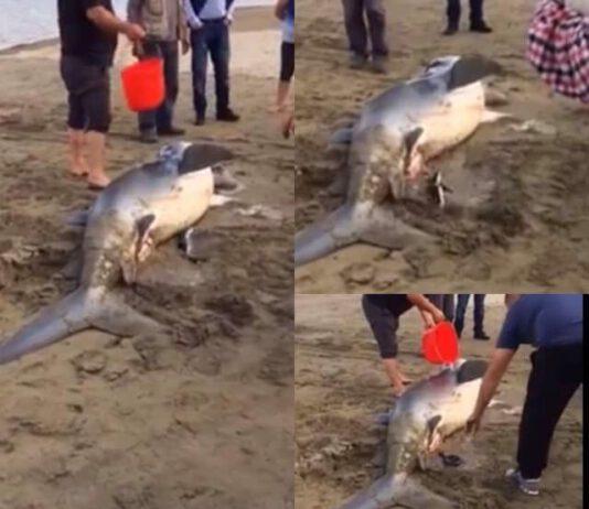 Calabria, squalo partorisce in spiaggia 54 squaletti
