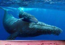 “Blu Whale” – quando internet uccide