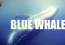 Consigli uso Pc e Blue Whale, la soluzione esiste si chiama “Genitore 2.0”