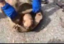 Rinvenuti cuccioli di cani abbandonati all’interno del Parco Nazionale d’Aspromonte