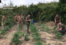 Scoperta piantagione di marijuana- arrestato 31enne di Rosarno