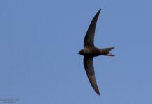 Il Festival dei Rondoni al Parco Nazionale dell’Aspromonte