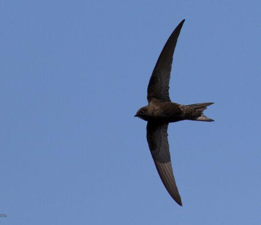 Il Festival dei Rondoni al Parco Nazionale dell’Aspromonte