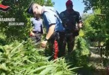 Anoia, scoperta piantagione marijuana