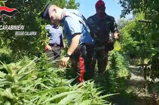 Anoia, scoperta piantagione marijuana