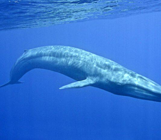 Blue Whale- 14enne “salvata” in Calabria