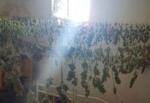 Nicotera- rinvenuti in casolare abbandonato 12 kg di marijuana