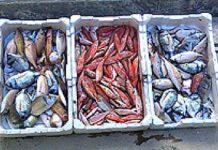 Gioia Tauro, sequestrati 150 kg di pesce