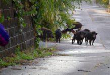 Cinghiali a spasso per il paese