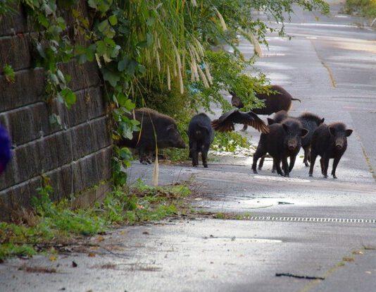 Cinghiali a spasso per il paese