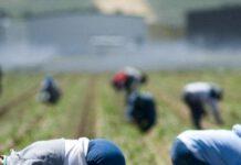 Operazione Freedom- interventi contro caporalato