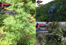 Oppido, scoperta piantagione di canapa all’interno del Parco Nazionale dell’Aspromonte