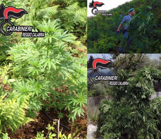 Oppido, scoperta piantagione di canapa all’interno del Parco Nazionale dell’Aspromonte
