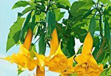 Scambiano fiore velenoso per fiori di zucca- Intossicata famiglia-grave una bimba