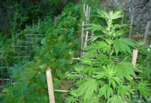 Scoperta piantagione cannabis, arrestato 48enne