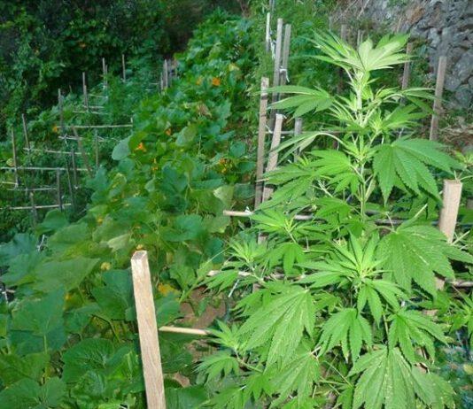 Scoperta piantagione cannabis, arrestato 48enne