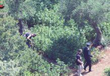 Scoperte due piantagioni di canapa indiana