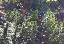 Rivenuta piantagione marijuana con 1000 piante