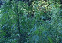 Scoperte 1200 piante di cannabis indica
