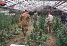 Scoperta piantagione di 12 mila piante di marijuana a Taurianova. Valore nove milioni di euro