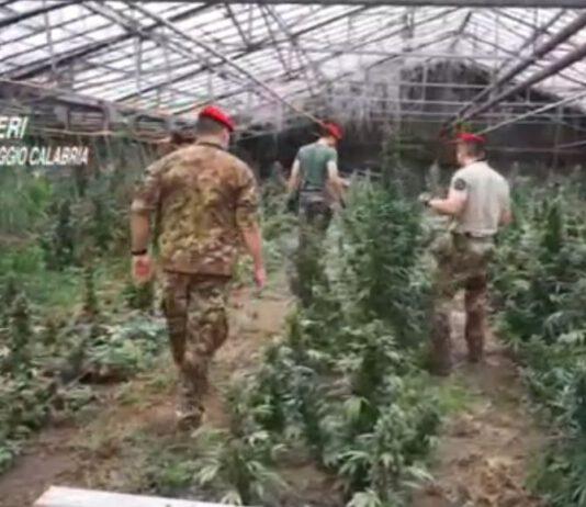 Scoperta piantagione di 12 mila piante di marijuana a Taurianova. Valore nove milioni di euro