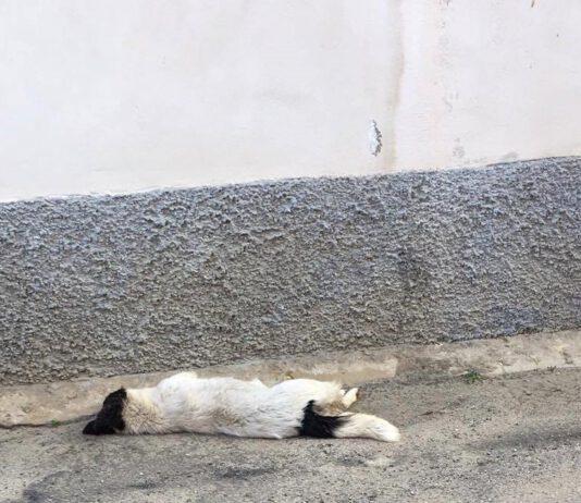 Cani avvelenati, l’appello del sindaco Geraci
