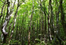 Parco Nazionale d’Aspromonte: “adotta un bosco”