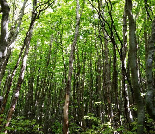 Parco Nazionale d’Aspromonte: “adotta un bosco”