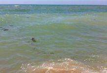 Situazione allarmante mare Nicotera, San Ferdinando- comitato cittadini presenta ennesimo esposto