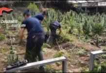 Laureana di Borrello, scoperta maxi piantagione di marijuana
