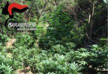 Scoperte due piantagioni di canapa indiana