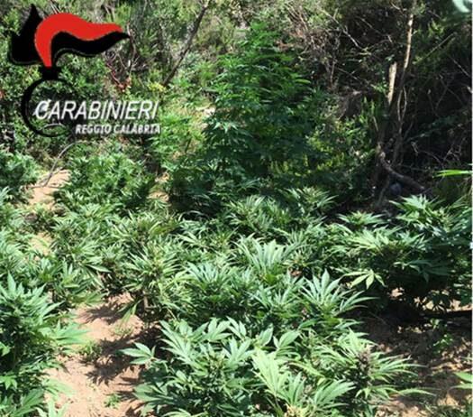 Scoperte due piantagioni di canapa indiana