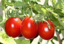 Zmedica: Passione pomodori, perché mangiarli