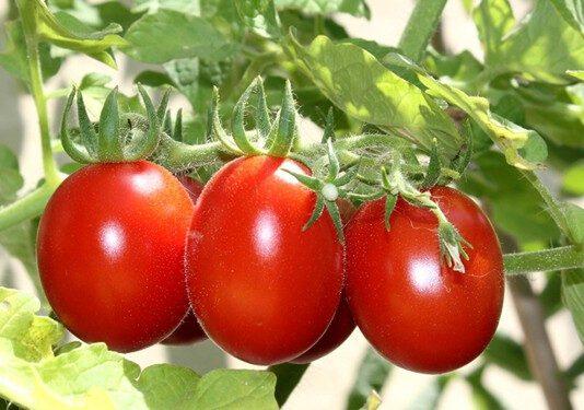 Zmedica: Passione pomodori, perché mangiarli