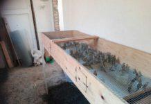 Sequestrati 570 uccelli specie protetta