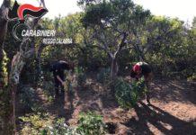 Gioia Tauro- Rinvenuta piantagione marijuana