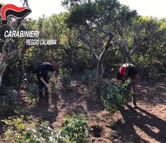 Gioia Tauro- Rinvenuta piantagione marijuana